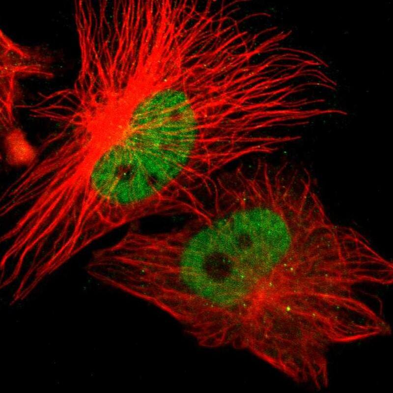 Immunocytochemistry/ Immunofluorescence ZNF701 Antibody - BSA Free