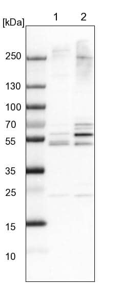 Western Blot WDR12 Antibody
