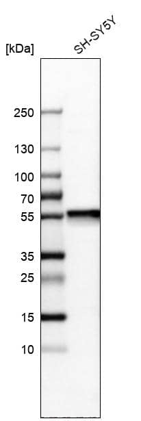 Analysis in human cell line SH-SY5Y.