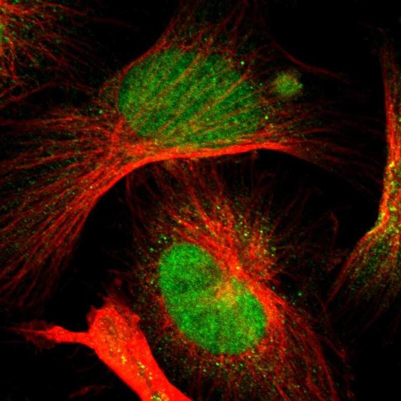 Staining of human cell line U-251 MG shows localization to nucleus & cytosol.