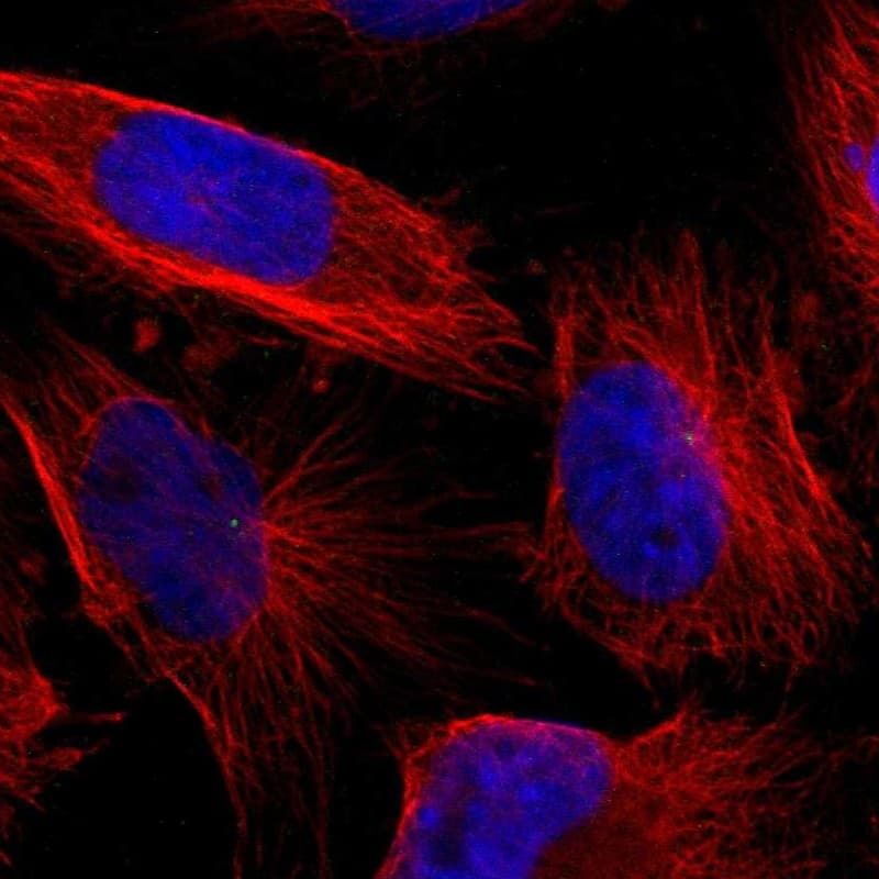 Staining of human cell line U-251 MG shows localization to centrosome.