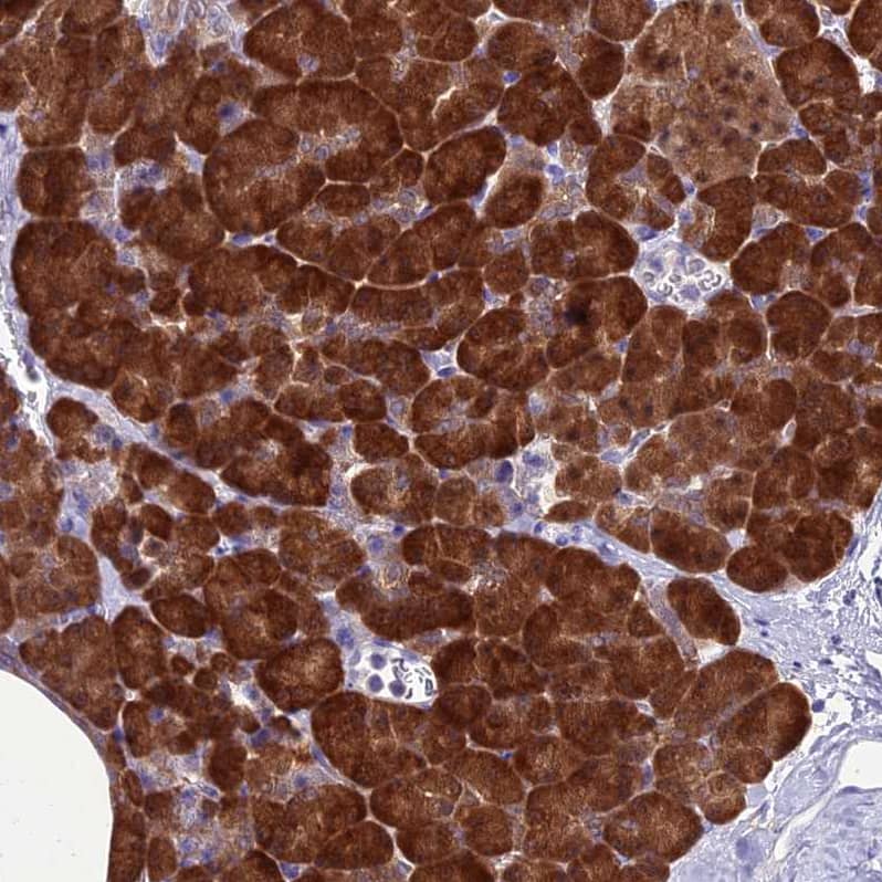 Immunohistochemistry-Paraffin GNPNAT1 Antibody - BSA Free