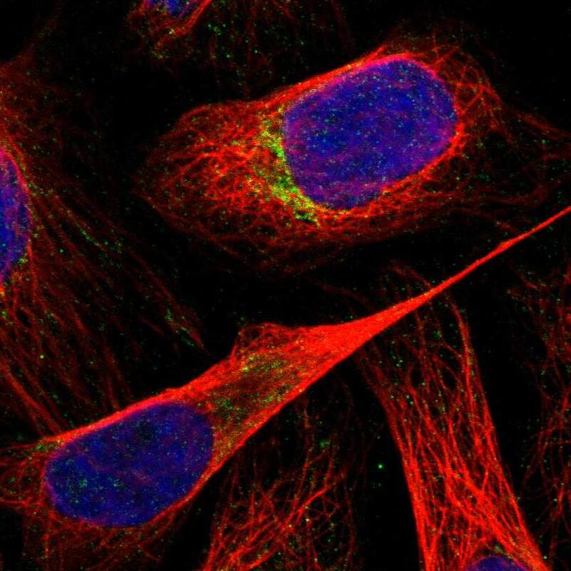 Immunocytochemistry/ Immunofluorescence RNMTL1 Antibody - BSA Free