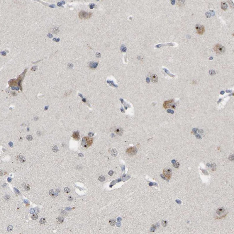 Immunohistochemistry-Paraffin NLE1 Antibody - BSA Free
