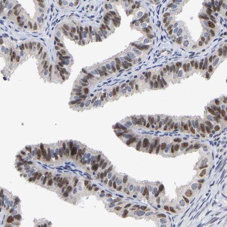 Immunohistochemistry-Paraffin NLE1 Antibody - BSA Free
