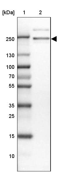 Western Blot ARHGEF40 Antibody - BSA Free