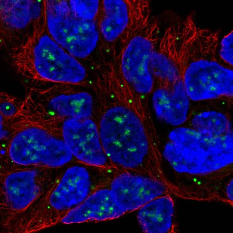 Immunocytochemistry/ Immunofluorescence SLC6A15 Antibody - BSA Free