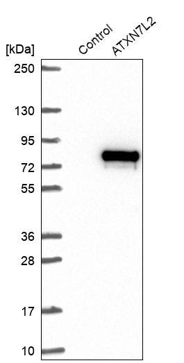 Analysis in control (vector only transfected HEK293T lysate) and ATXN7L2 over-expression lysate (Co-expressed with a C-terminal myc-DDK tag (~3.1 kDa) in mammalian HEK293T cells).
