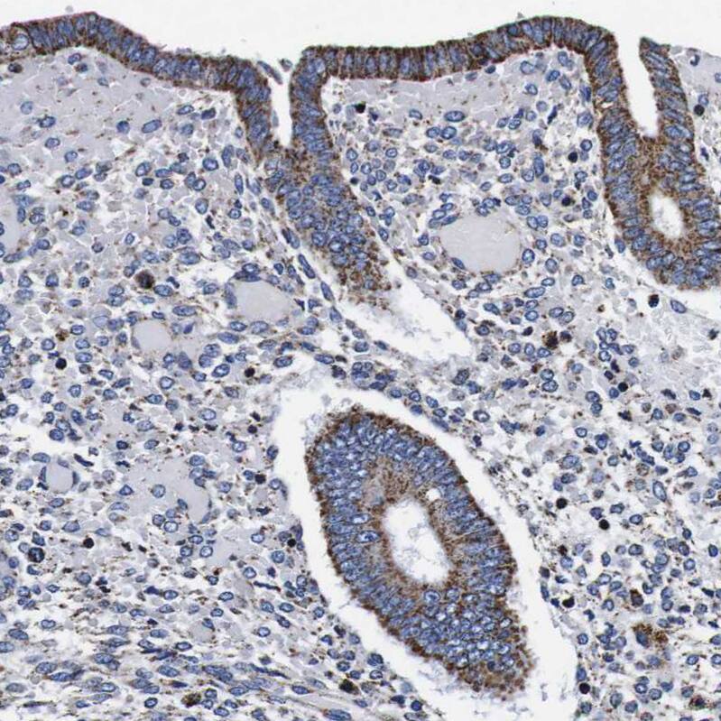 Staining of human endometrium shows strong granular cytoplasmic positivity in glandular cells.
