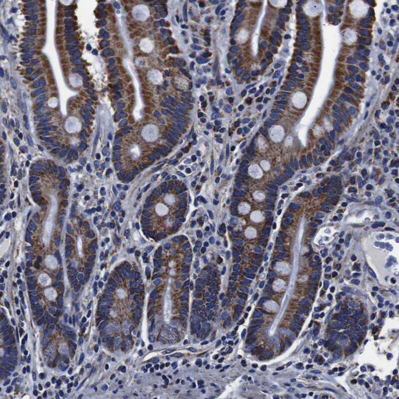 Staining of human gastrointestinal shows strong granular cytoplasmic positivity in glandular cells.