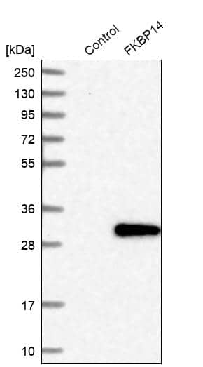 Analysis in control (vector only transfected HEK293T lysate) and FKBP14 over-expression lysate (Co-expressed with a C-terminal myc-DDK tag (~3.1 kDa) in mammalian HEK293T cells).