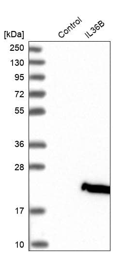 Analysis in control (vector only transfected HEK293T lysate) and IL36B over-expression lysate (Co-expressed with a C-terminal myc-DDK tag (~3.1 kDa) in mammalian HEK293T cells).