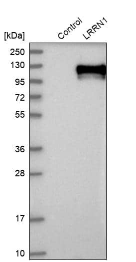 Analysis in control (vector only transfected HEK293T lysate) and LRRN1 over-expression lysate (Co-expressed with a C-terminal myc-DDK tag (~3.1 kDa) in mammalian HEK293T cells).