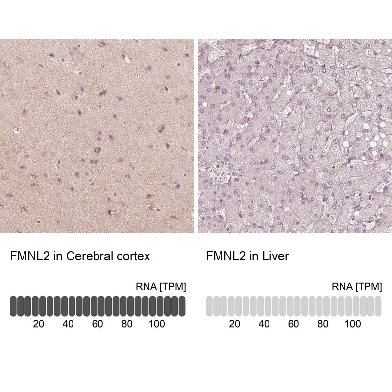 <b>Orthogonal Strategies Validation. </b>Analysis in human cerebral cortex and liver tissues using NBP1-83901 antibody. Corresponding FMNL2 RNA-seq data are presented for the same tissues.