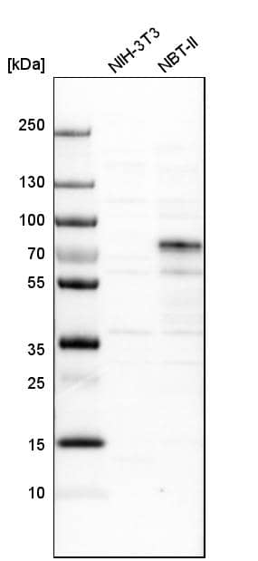 Analysis in mouse cell line NIH-3T3 and rat cell line NBT-II.