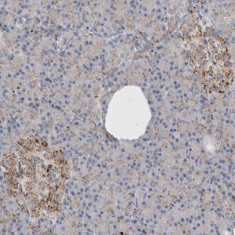 Staining of human pancreas shows strong cytoplasmic granular positivity in islets of Langerhans.