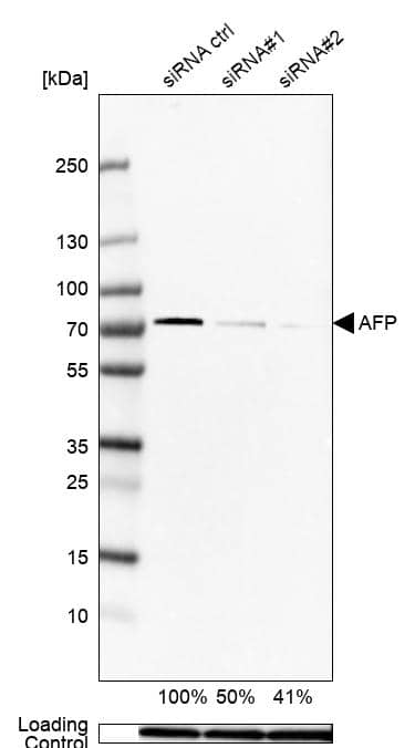 Western Blot TRIM26 Antibody