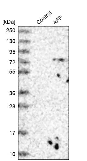 Western Blot TRIM26 Antibody