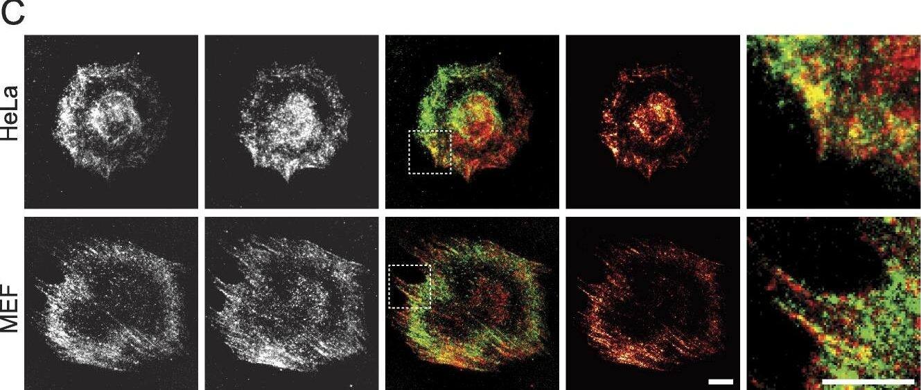 p130Cas associates with Lmo7 in HeLa cells and MEFs.(A) HeLa cells that transiently expressed Myc-tagged p130Cas were immunoprecipitated with Myc antibodies and immunoblotted for endogenous Lmo7. (B, C) HeLa cells or MEFs were plated on fibronectin-coated coverslips two hours, fixed and double-stained by indirect immunofluorescence for endogenous Lmo7 (green) and endogenous p130Cas (red), then imaged by epifluorescence (B) or TIRF microscopy (C). Scale bars, 10 um. Insets show each white-boxed region at higher magnification. Image collected and cropped by CiteAb from the following open publication (//pubmed.ncbi.nlm.nih.gov/24010014), licensed under a CC-BY license. Not internally tested by Novus Biologicals.