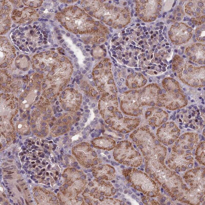 Immunohistochemistry-Paraffin FBRS Antibody - BSA Free