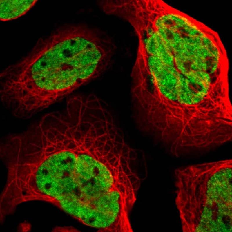 Staining of human cell line U-2 OS shows localization to nucleoplasm.