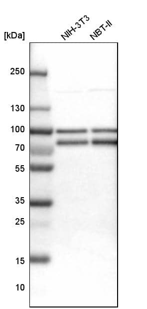 Analysis in mouse cell line NIH-3T3 and rat cell line NBT-II.