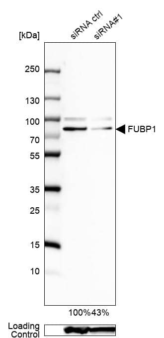 <b>Genetic Strategies Validation. </b>Analysis in U2OS cells) transfected with control siRNA, target specific siRNA probe #1, using Anti-FUBP1 antibody. Remaining relative intensity is presented. Loading control: Anti-GAPDH.