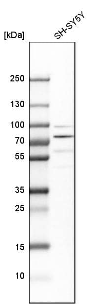 Analysis in human cell line SH-SY5Y.