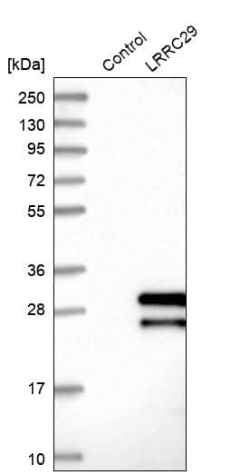 Western Blot LRRC29 Antibody - BSA Free