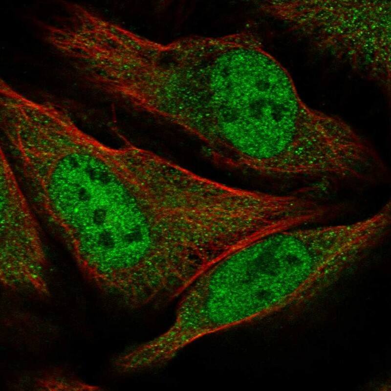 Staining of human cell line U-2 OS shows localization to nucleoplasm & cytosol.