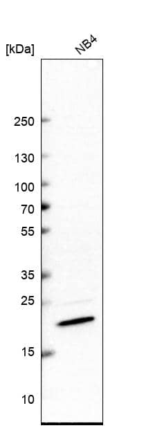 Western Blot GTSF1 Antibody - BSA Free