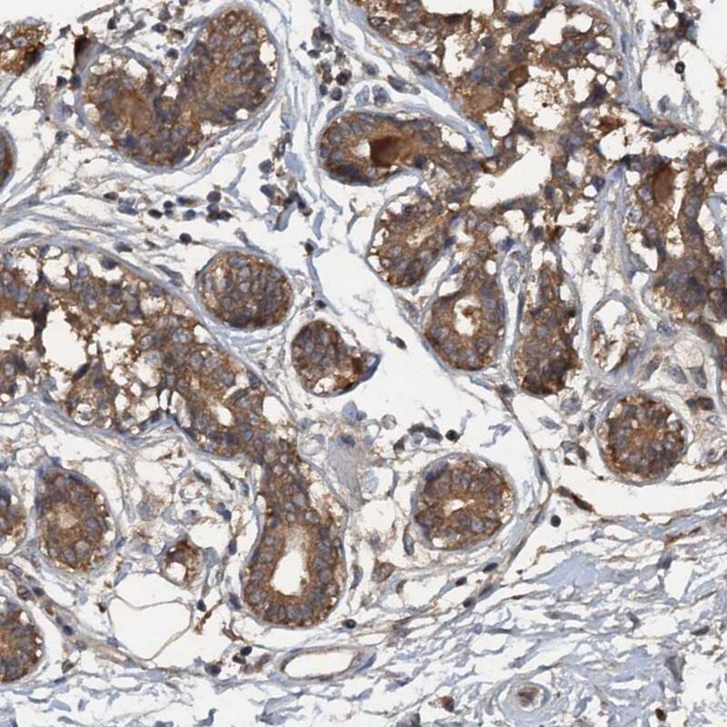 Immunohistochemistry-Paraffin HAPLN3 Antibody - BSA Free
