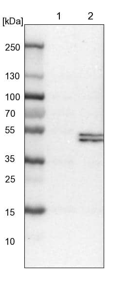 Lane 1: NIH-3T3 cell lysate (Mouse embryonic fibroblast cells))Lane 2: NBT-II cell lysate (Rat Wistar bladder tumour cells))