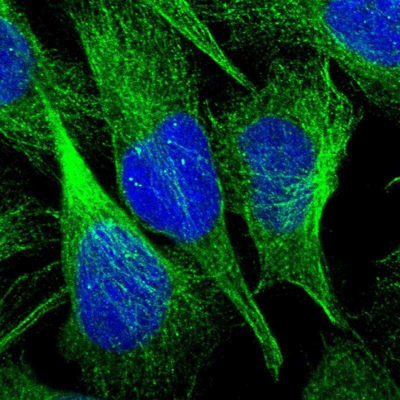 Staining of human cell line U-2 OS shows localization to microtubules.