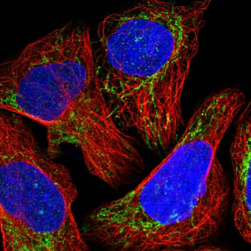 Staining of human cell line U-2 OS shows localization to mitochondria.
