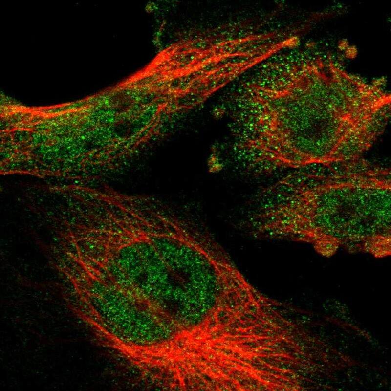 Staining of human cell line U-251 MG shows localization to nucleoplasm & cytosol.