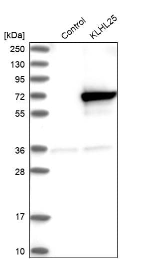 Analysis in control (vector only transfected HEK293T lysate) and KLHL25 over-expression lysate (Co-expressed with a C-terminal myc-DDK tag (~3.1 kDa) in mammalian HEK293T cells).