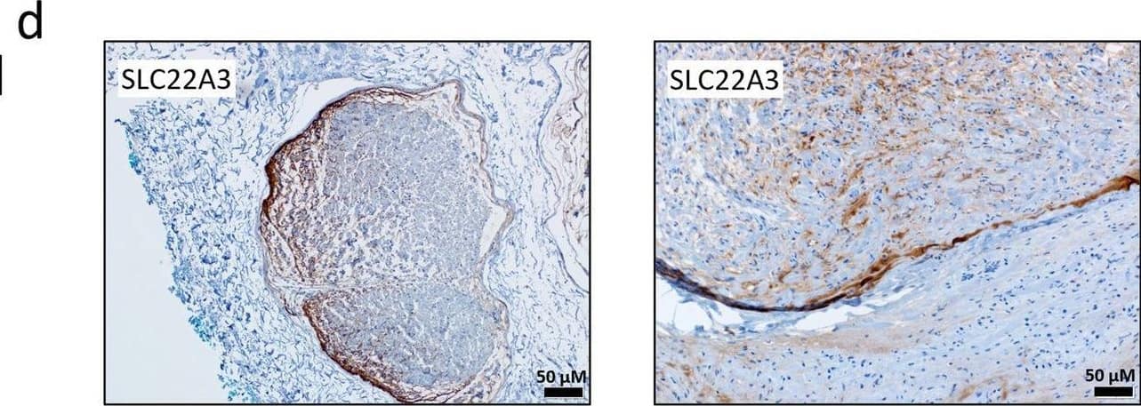 Immunohistochemistry SLC22A3 Antibody - BSA Free
