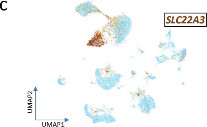 Immunohistochemistry SLC22A3 Antibody - BSA Free