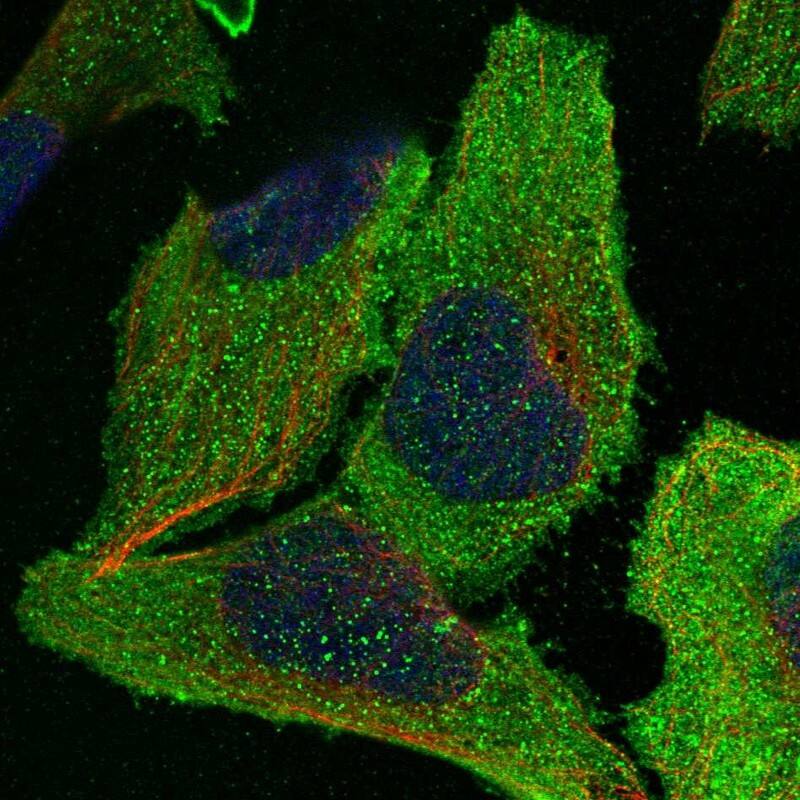 Immunocytochemistry/ Immunofluorescence eIF2B3 Antibody - BSA Free