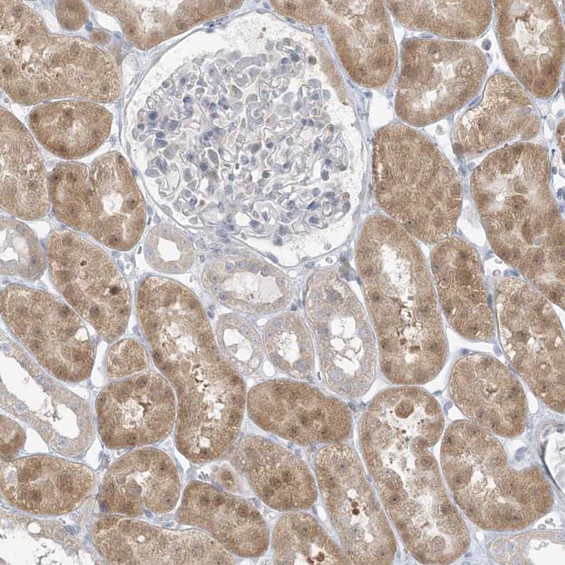 Immunohistochemistry-Paraffin EEFSEC Antibody - BSA Free