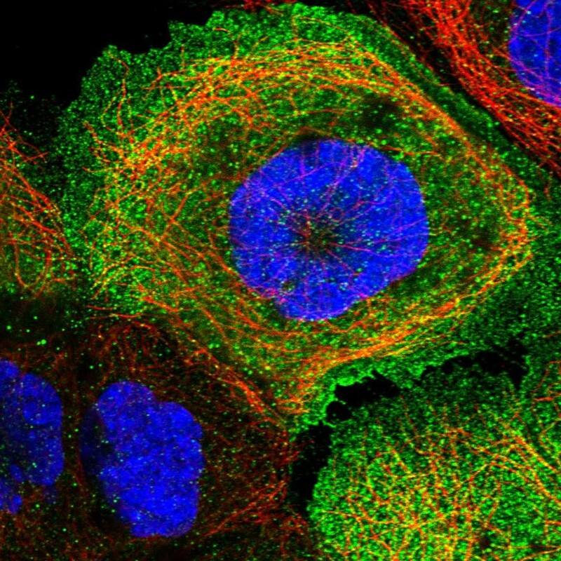 Immunocytochemistry/ Immunofluorescence TXNDC11 Antibody - BSA Free