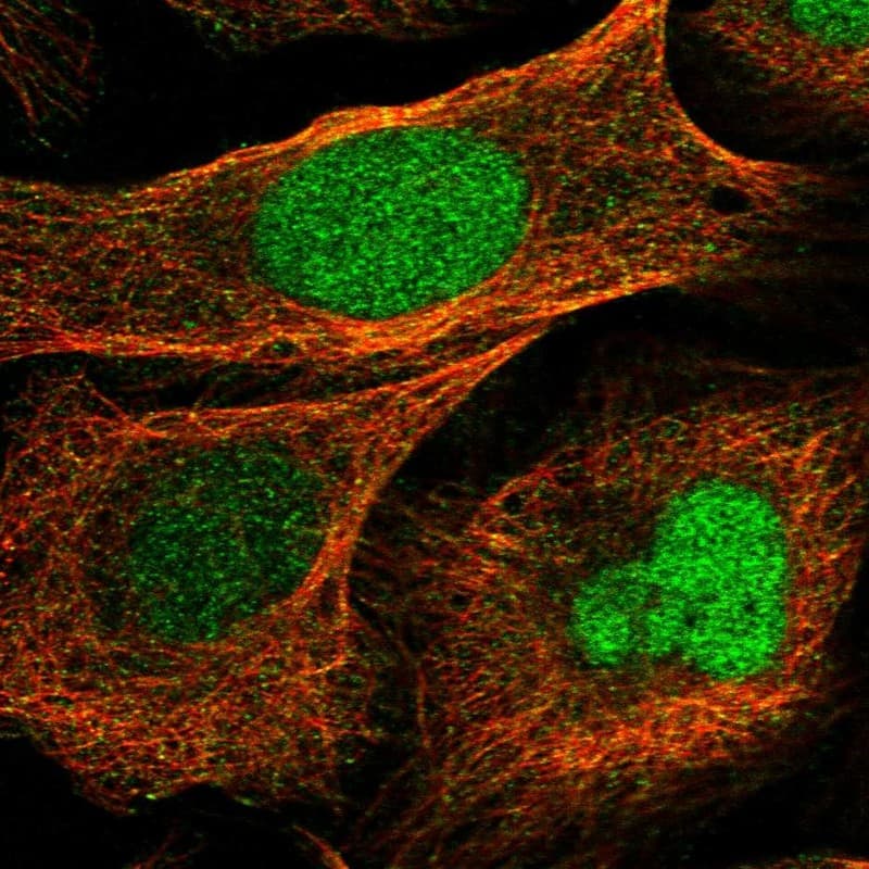 Immunocytochemistry/ Immunofluorescence BUD31 Antibody - BSA Free