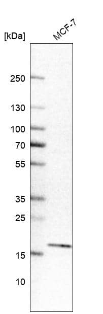 Analysis in human cell line MCF-7.