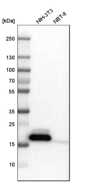 Analysis in mouse cell line NIH-3T3 and rat cell line NBT-II.