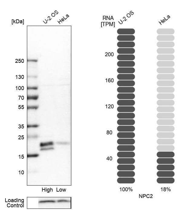 Analysis in human cell lines U2OS and HeLa using Anti-NPC2 antibody. Corresponding NPC2 RNA-seq data are presented for the same cell lines. Loading control: Anti-COX4I1.