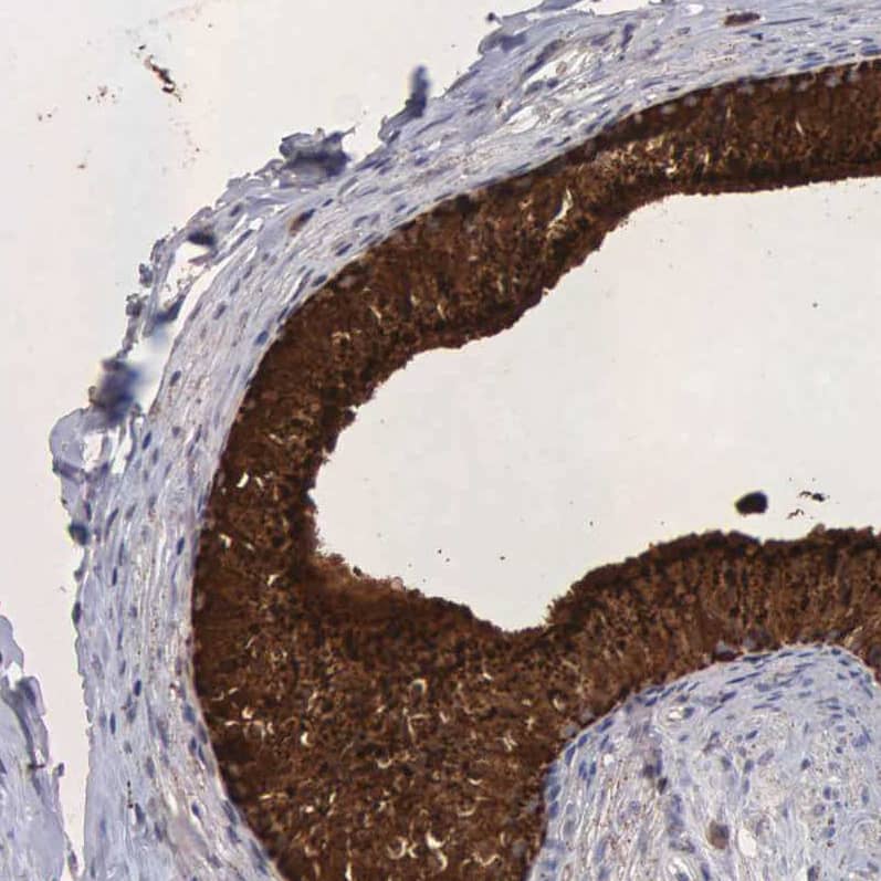 Staining of human epididymis shows strong granular cytoplasmic positivity in glandular cells).