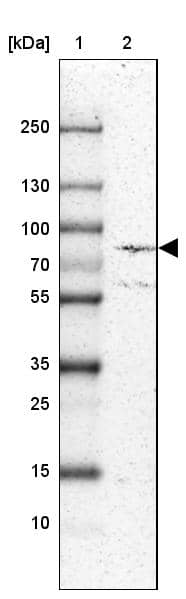 Lane 1: Marker [kDa] 250, 130, 100, 70, 55, 35, 25, 15, 10Lane 2: Human cell line U-87 MG