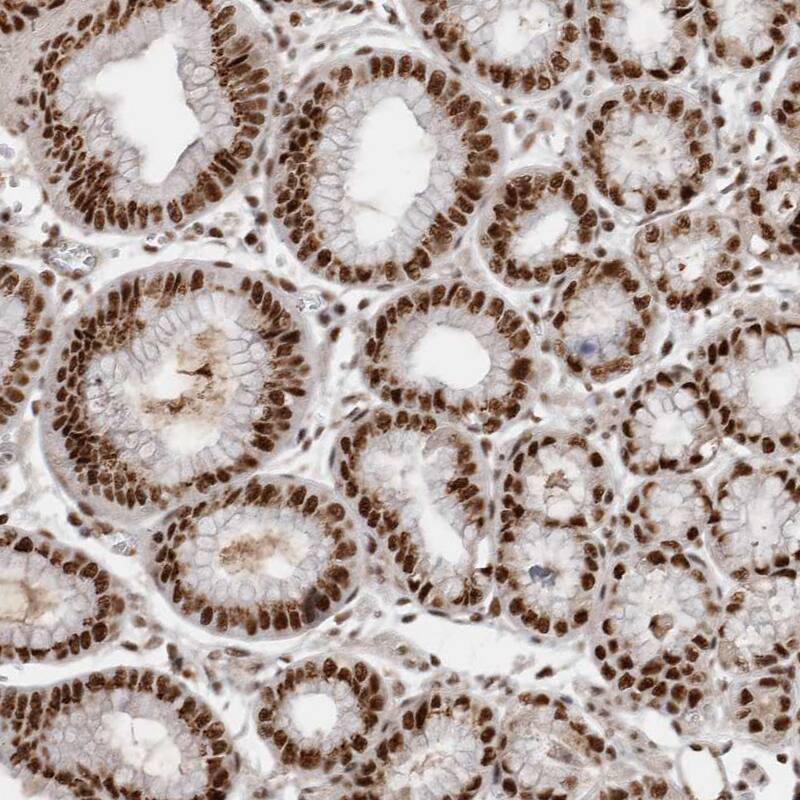 Immunohistochemistry-Paraffin EYA2 Antibody - BSA Free