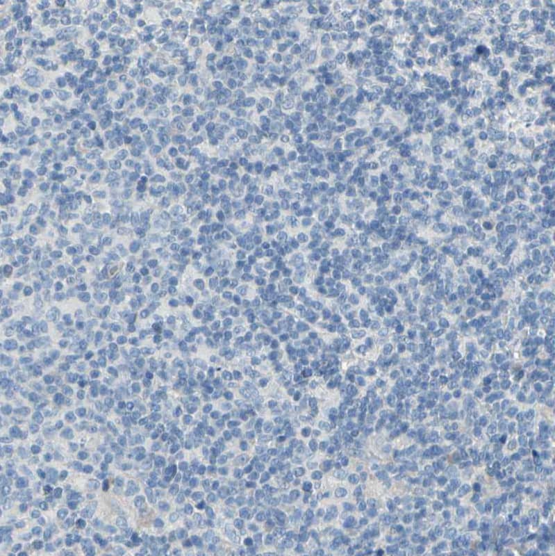 Staining of human lymph node shows no positivity in non-germinal center cells as expected.